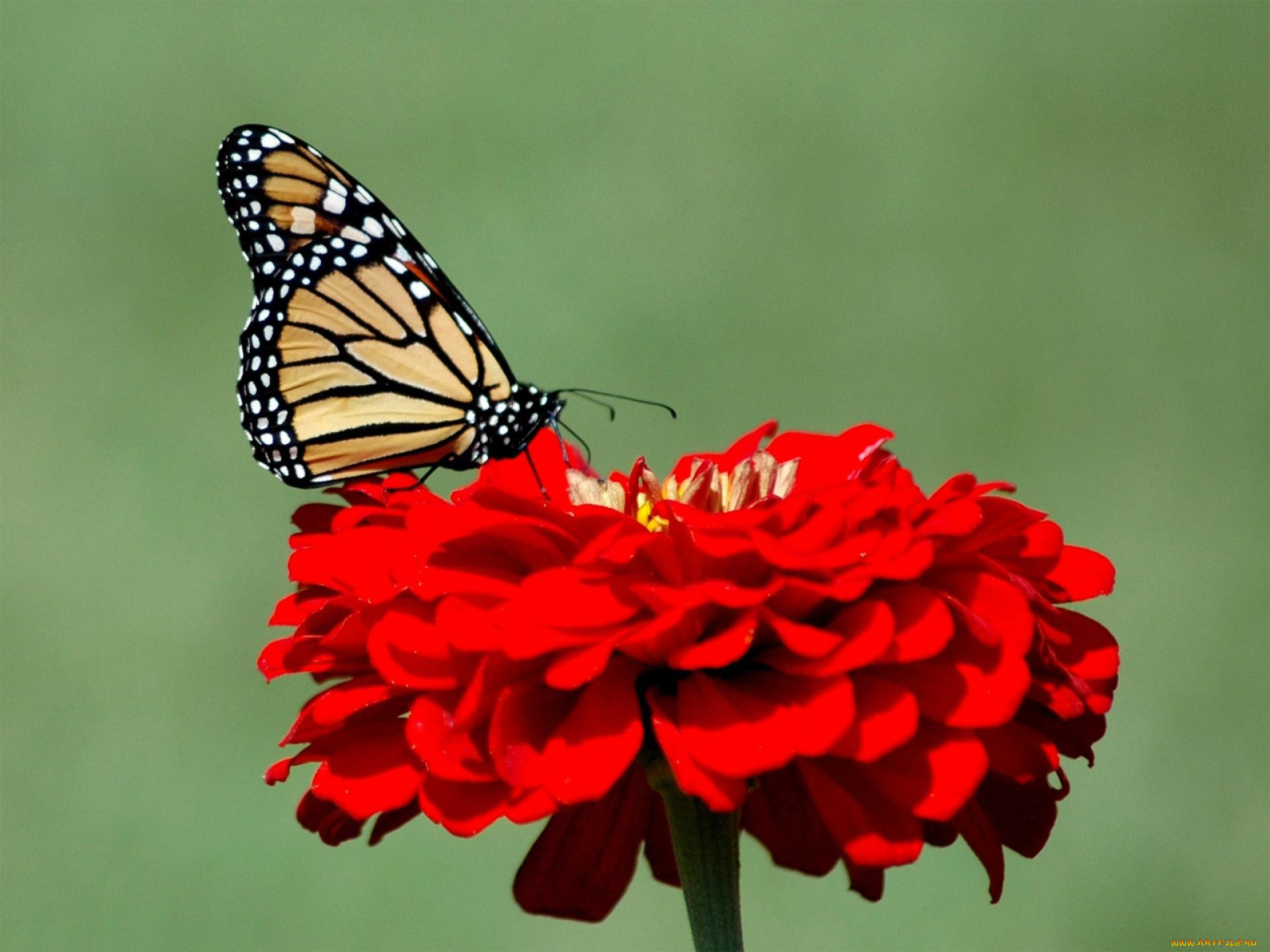 Цветок красные бабочки. Красивые бабочки. Бабочка на цветке. Красная бабочка. Бабочки на цветах картинки.